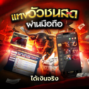 แทงวัวชนสด