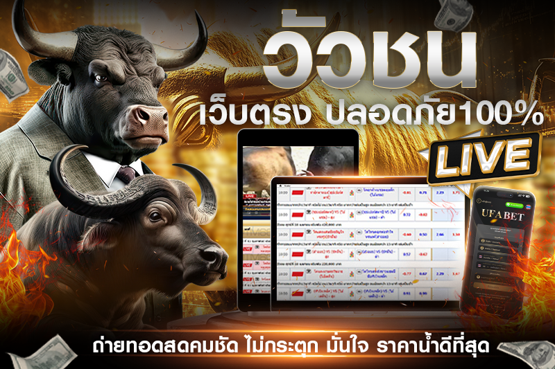 ข้อควรระวังในการดูวัวชน