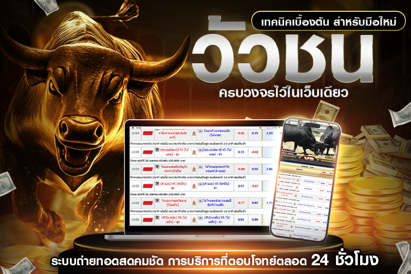 วิธีดูวัวชนให้ชนะ