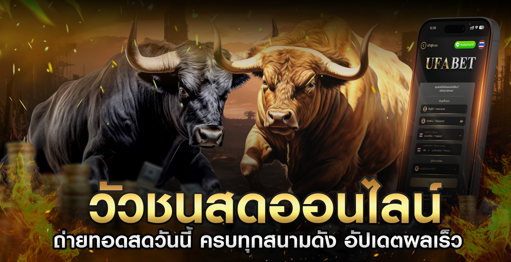 วัวชนสด-ดูวัวชนออนไลน์-ถ่ายทอดสดวันนี้