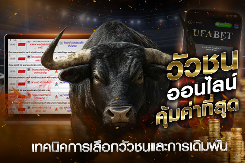 เทคนิคการเลือกวัวชนและเดิมพัน