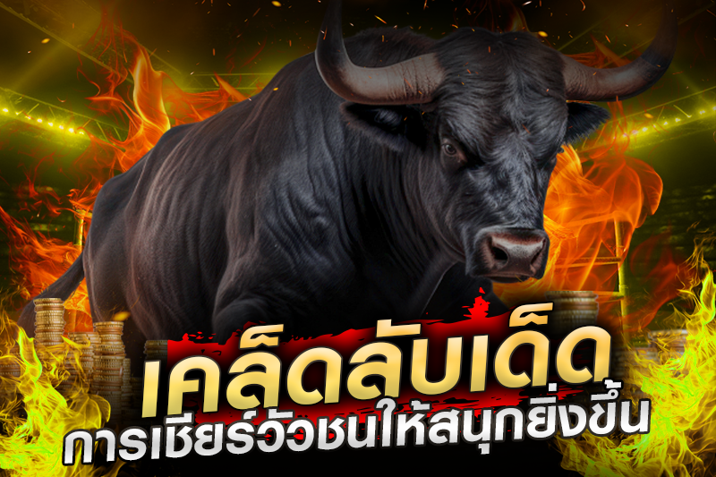 เคล็ดลับการเชียร์วัวชนให้สนุกยิ่งขึ้น